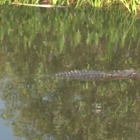 Lake Woodruff National Wildlife Refuge