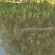 Lake Woodruff National Wildlife Refuge