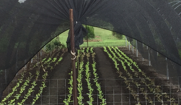 GoldBranch Farm - Deatsville, AL