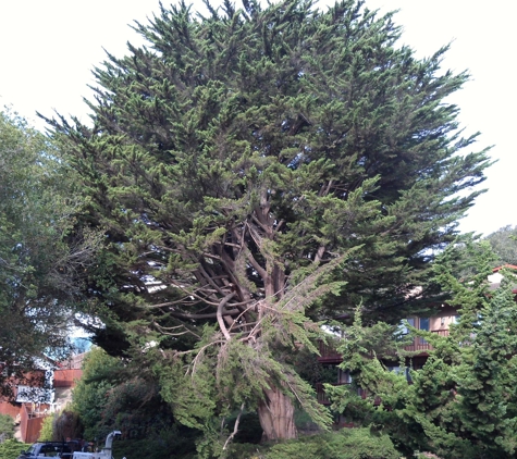 A Team Tree Service - Boulder Creek, CA