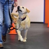 Zoom Room Dog Training gallery