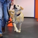 Zoom Room Dog Training