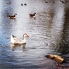 Boone County Fairgrounds gallery