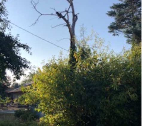 Luisiana Tree Services LLC - Shelton, WA