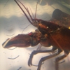 Red Lobster gallery