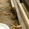 Mississippi Pest Control gallery