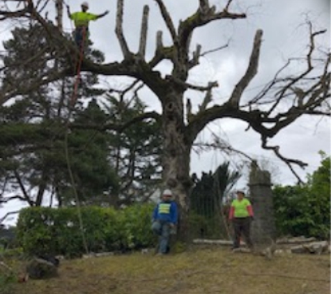 Luisiana Tree Services LLC - Shelton, WA