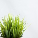 Florida Wholesale Plant Service - Plants-Interior Design & Maintenance