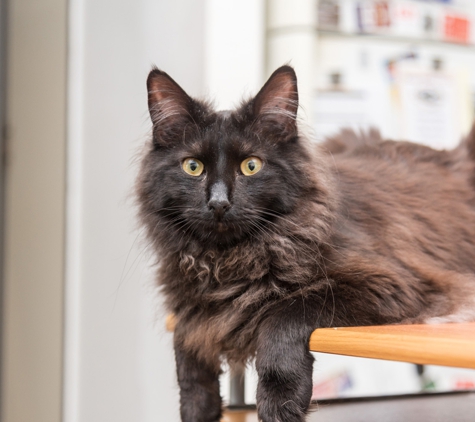 Black Cat Accounting Pty Ltd