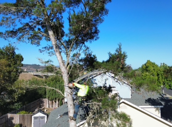 Coastal Tree Service - Santa Maria, CA