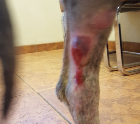 West Hills Animal Hospital & 24hr Emergency Veterinary Center - Huntington, NY. Infection and boils in our puppys tibia due to Dr Lancers carelessness and arrogance