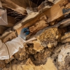 Ecotect Pest Elimination Inc gallery