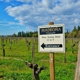 Madrona Vineyards