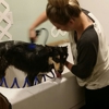 Maggie Mae's Pampered Pups Grooming gallery