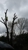 william tree service - Tree Service
