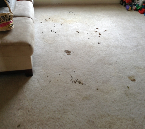 Oceanside Carpet Steamers - Barnegat, NJ. Pet Accident Before