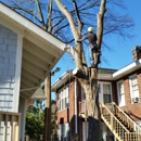 Ashland Tree Service - Tree Service