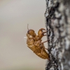 Cowleys Pest Services gallery