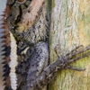 Masters Touch Wildlife Removal gallery