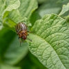 Gilstrap Exterminating gallery