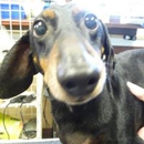 Haywood Road Animal Hospital - Veterinarians