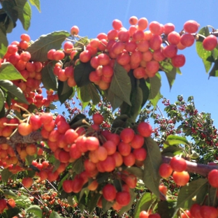 Villa Del Sol Sweet Cherry Farms - Leona Valley, CA