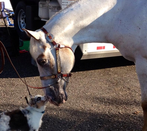 Pet Grooming By Chris - Twin Falls, ID. Rio and Snooty loving the show world!!