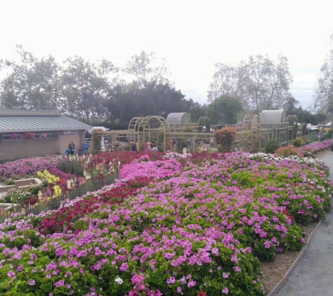 The Flower Fields at Carlsbad Ranch - Carlsbad, CA