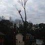 MYTREEMAN TREE SERVICE