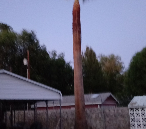 Axe Man Professional Arborist - Las Cruces, NM. 40'ft palm skinned and trimmed. Trim your palms every 6 months before the seed pods open