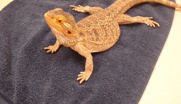 animal care center - Springfield, MO. Yes, we see reptiles too!