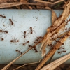 Blackwell Pest Control gallery