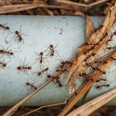 Blackwell Pest Control - Pest Control Equipment & Supplies