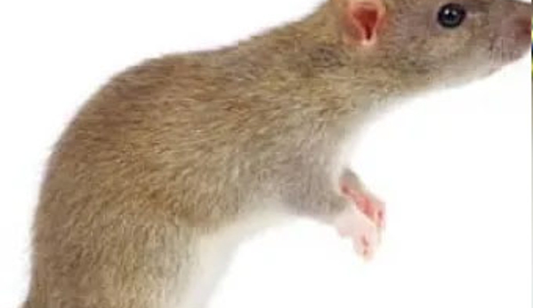 Chambers Pest Solutions - Hillarys, WA