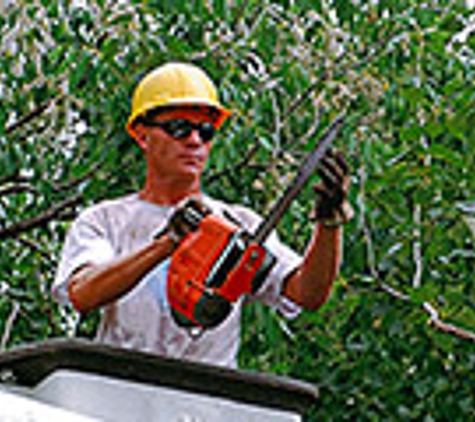 TC's Tree Service