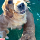 Paws 'n' Rec - Fayetteville