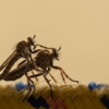 Agricultural Pest Control Services gallery