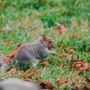 Sorensen Pest Management gallery