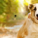 University Parkway Animal Hospital - Veterinarians