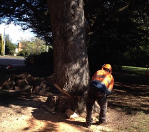 Adams Tree Services - St Leonards, TAS. Qualified Arborist Who Understands The Local Environment