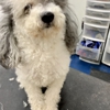 Sellers Pet Grooming gallery