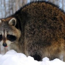 Rocky Mountain Wildlife Services - Animal Removal Services