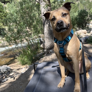 Cosmic Dog Training & Interspecies Learning - Lafayette, CO. Koda