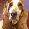 Handsome Hound Dog Grooming gallery