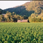 Hafner Vineyard