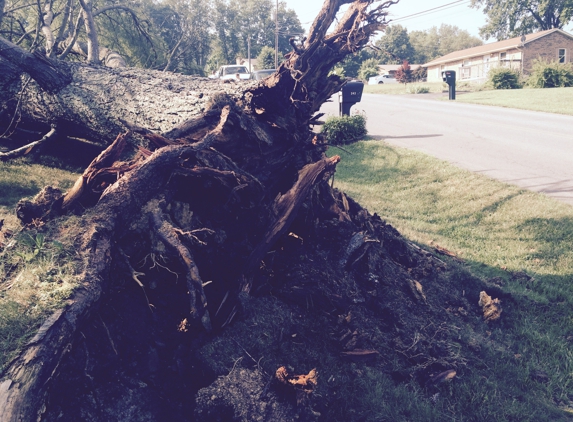 Affordable tree care - Bristol, TN