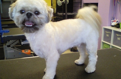 Repinned Before After Dog Grooming Photos Dog Grooming Styles Dog Grooming Dog Groomers