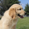 Sunset Paw Babies gallery