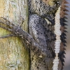 Professional Wildlife Removal gallery