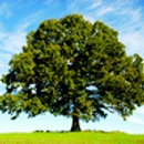 Lopez Tree Service - Arborists